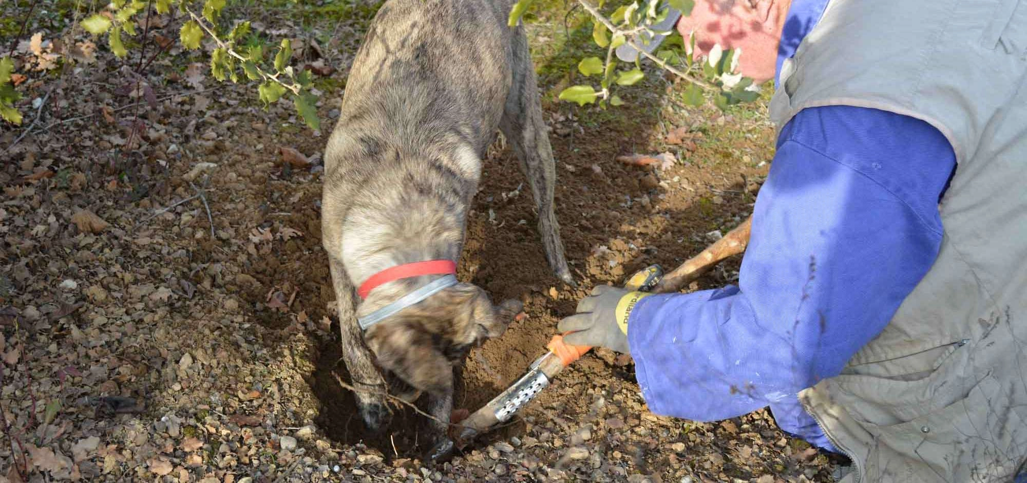 Trüffel - Severine Viltet