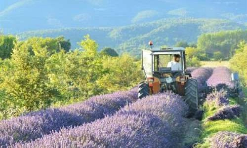 La Provence en bouteille