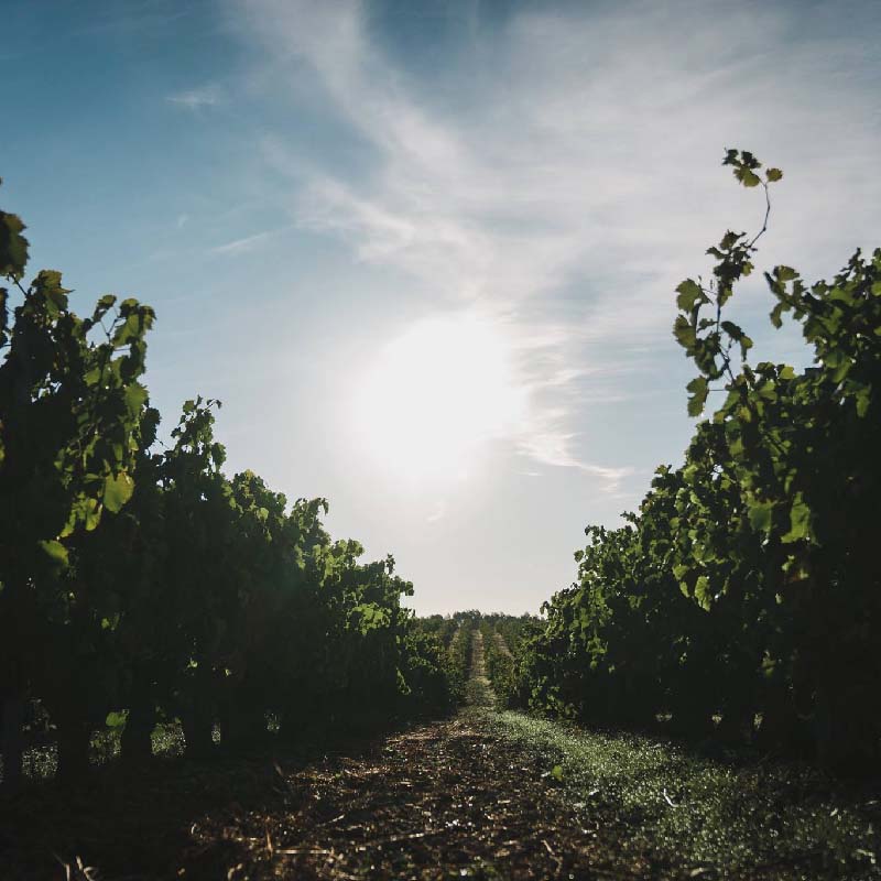 Spaziergang der Sinne im Château La Verrerie in Puget