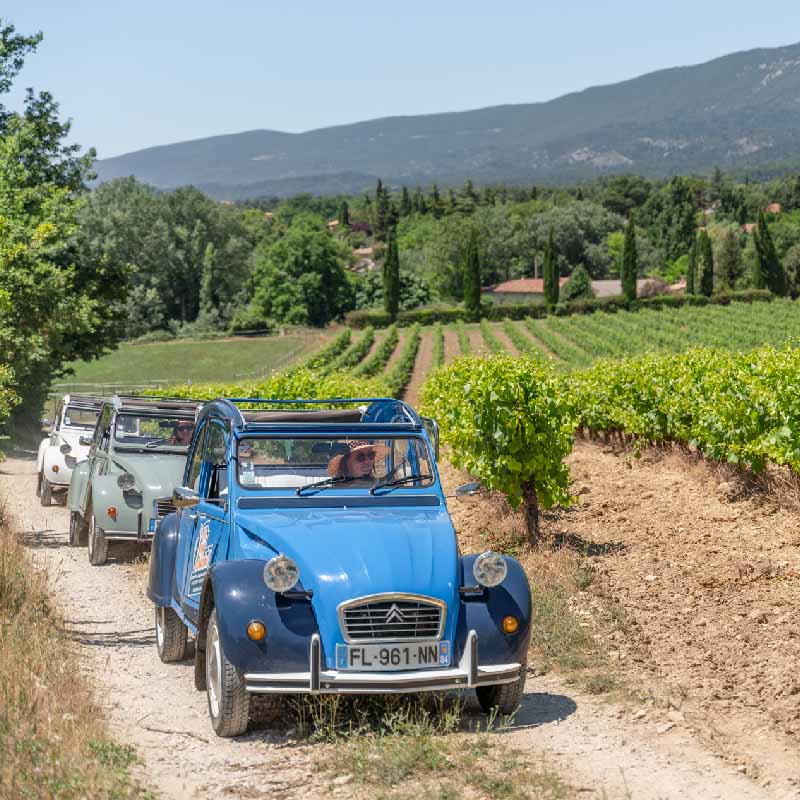 Konvoi bunter Citroën 2CVs, die während einer Fahrt mit Oh My Deuche durch die Weinberge der Provence fahren