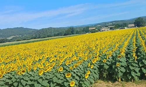 Champ de tournesols