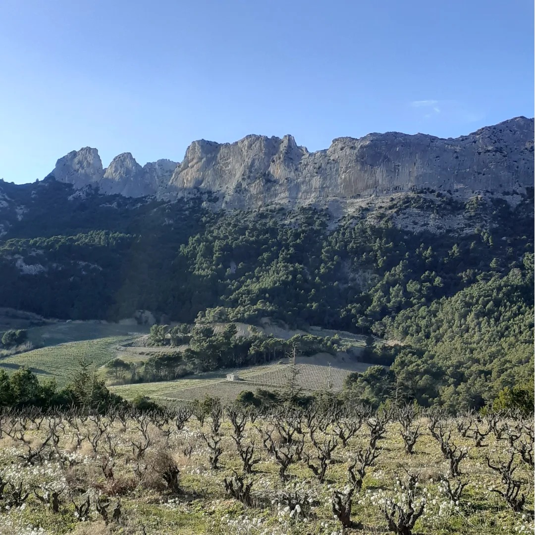 Rando Vince - Lagnes