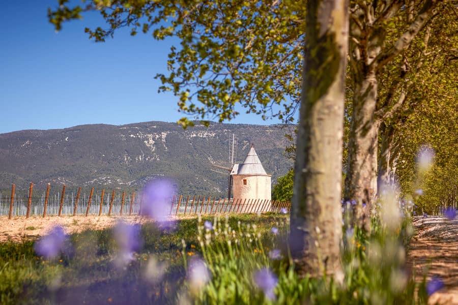 Schloss von Sannes im Luberon Château de Sannes, umgeben von Weinbergen, Lavendel und Zypressen im Luberon
