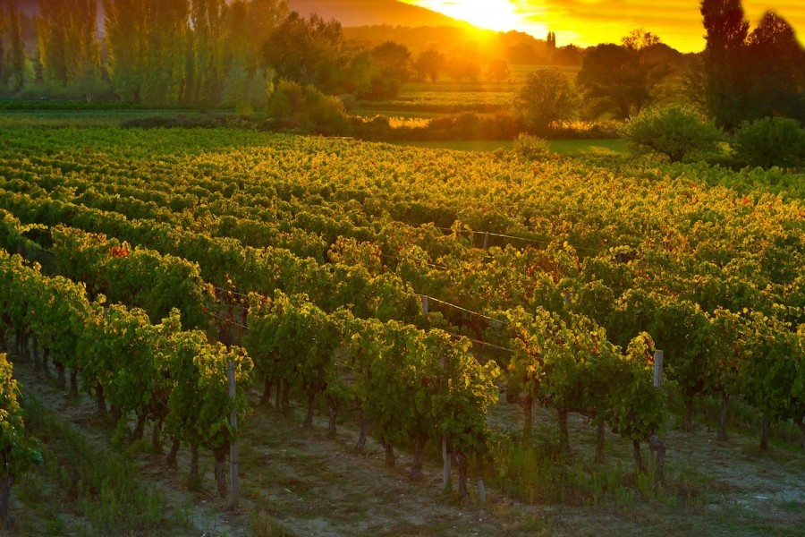 Weinverkostung bei Sunsets Vignerons Weinverkostung und Gourmet-Kombinationen währenddessen