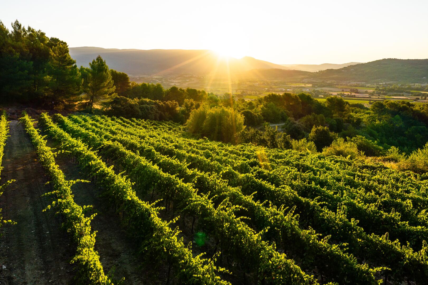 Weinverkostung bei Sunsets Vignerons Weinverkostung und mediterrane Küche währenddessen