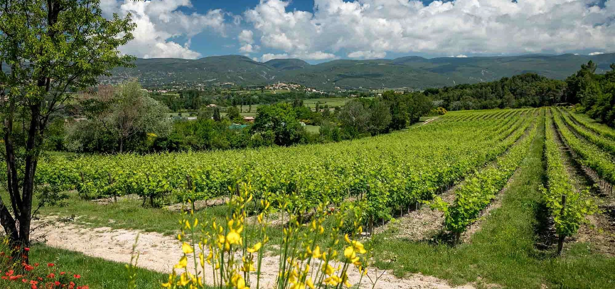Sonnenuntergänge Vignerons 2026 im Château Saint Pons