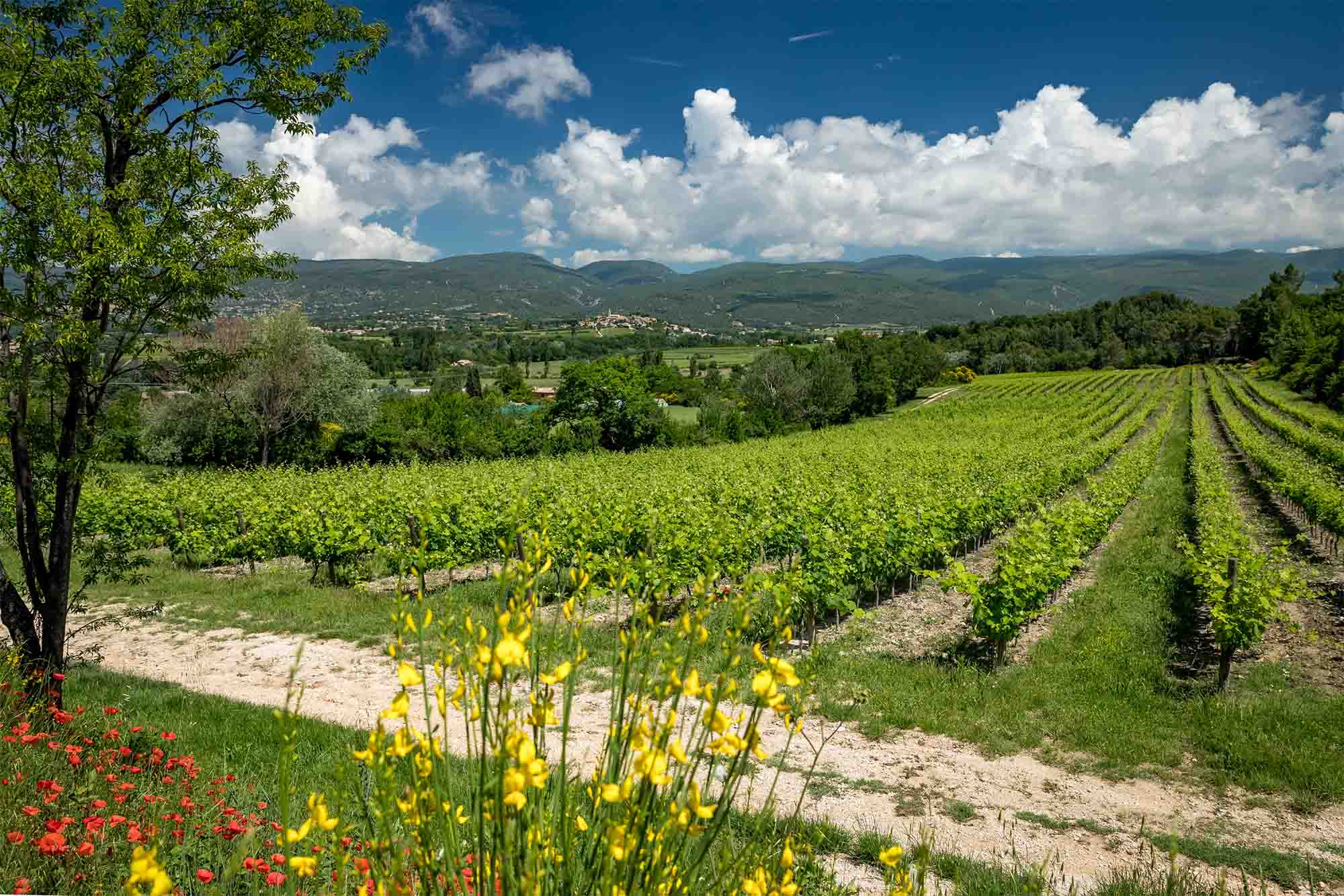 Weinberge von Château Saint Pons Vignes du Schloss St. Pons in Villars dans le Luberon