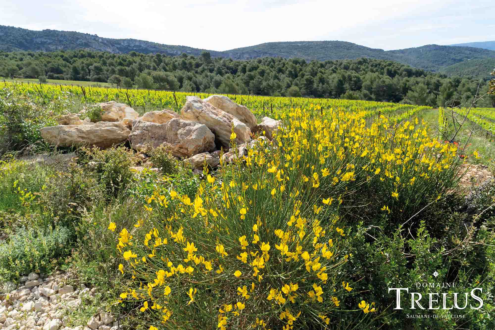 Domaine Trélus in Saumane-de-Vaucluse Domaine Trélus auf den Höhen von Saumane-de-Vaucluse
