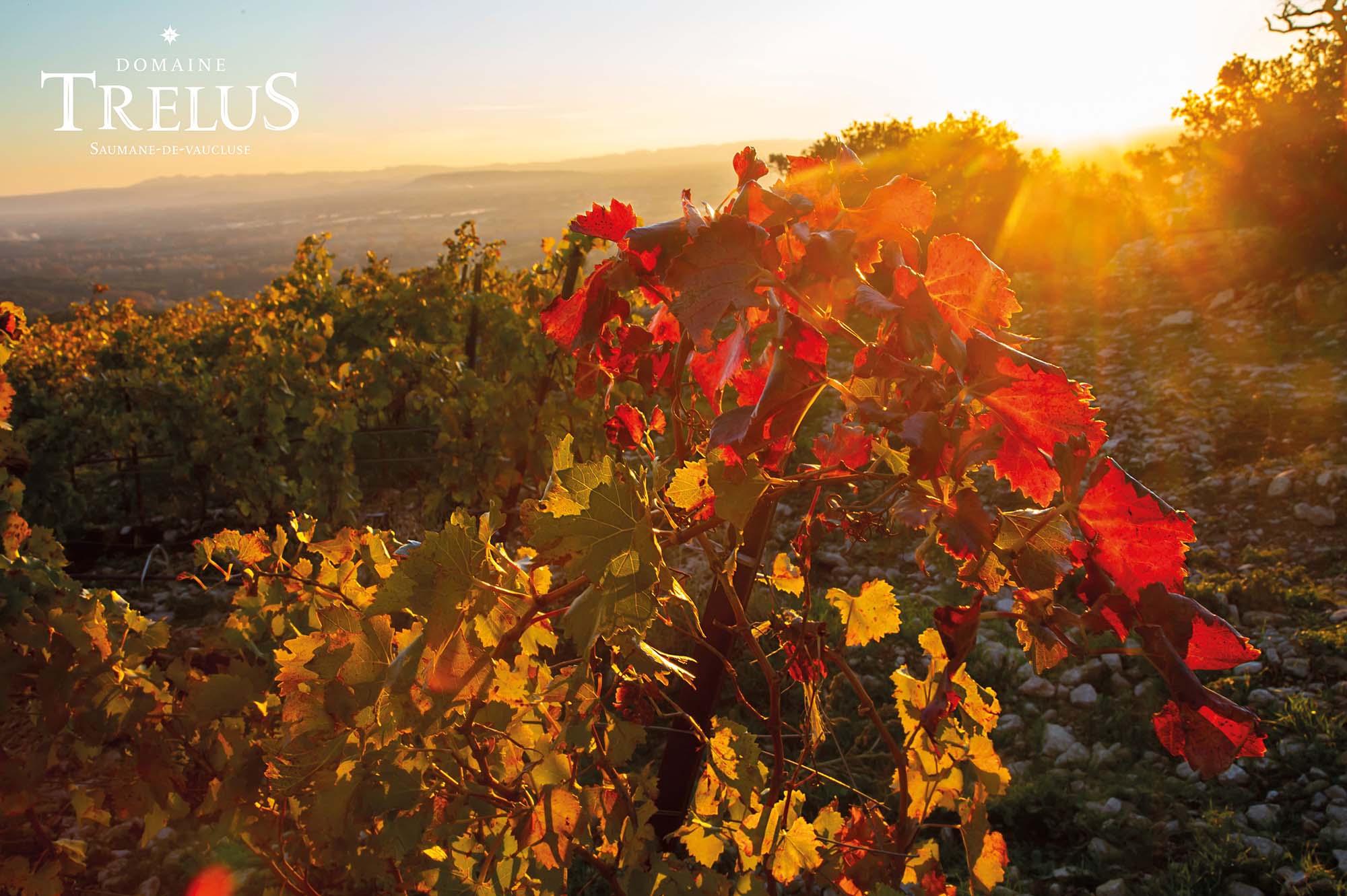 Terroirs des Domaine TréluS in Saumane-de-Vaucluse Weinberg des Domaine TréluS auf den Anhöhen von Saumane-de-Vaucluse