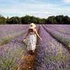 Lavendelfelder im Luberon im Sommer