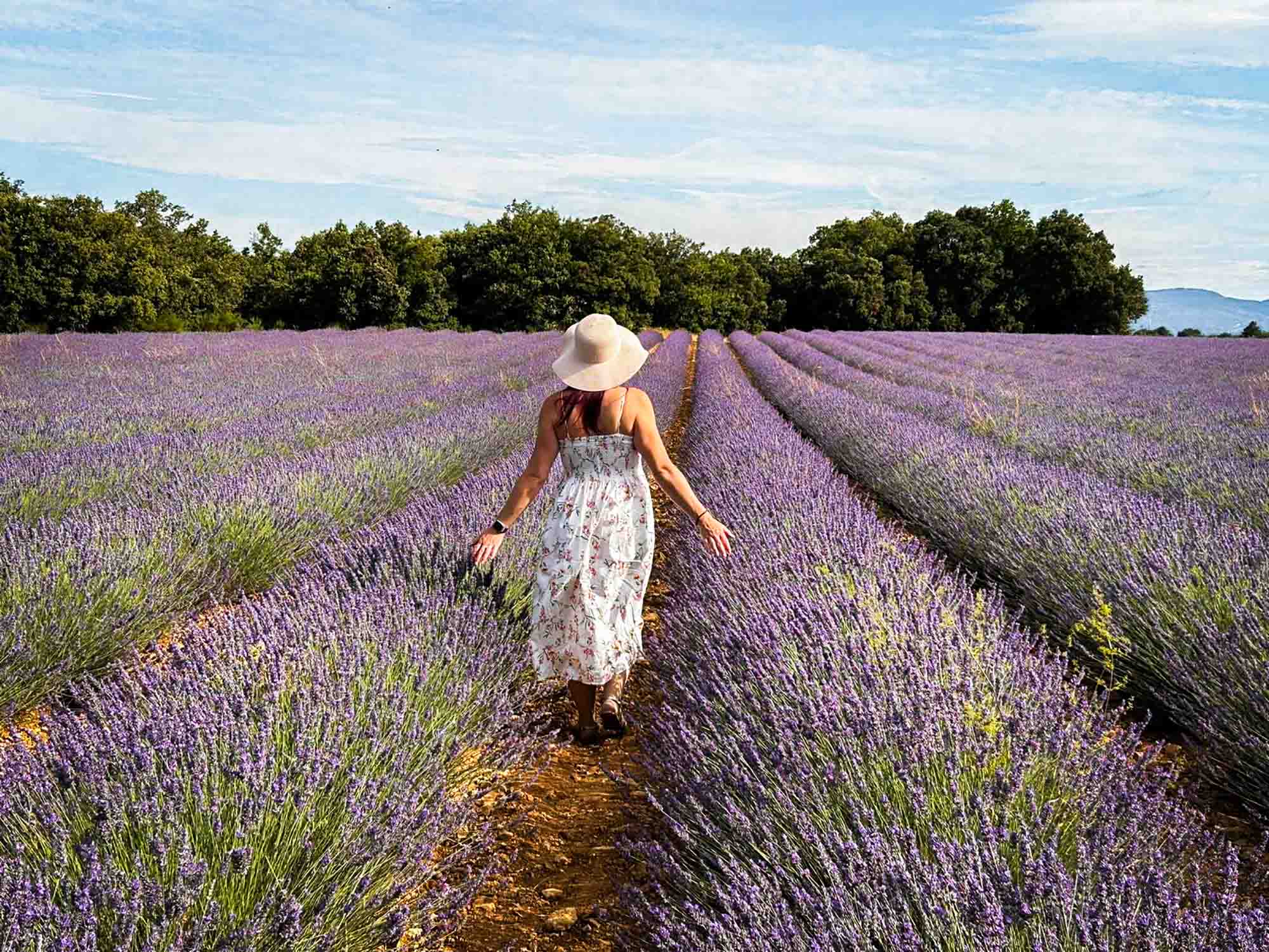 Lavendelfeld im Luberon