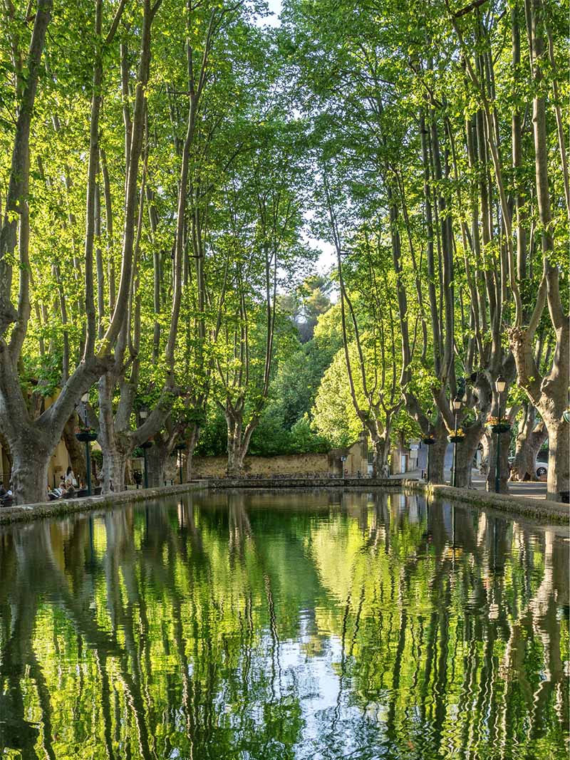 Spiegelung der Platanen im Teich von Cucuron