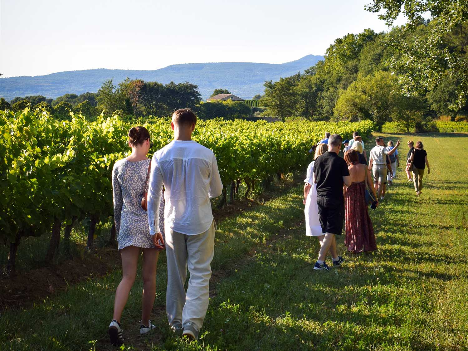 Plakat der Ausgabe 2025 der Sunsets Vignerons im Luberon: Treffen Sie 26 leidenschaftliche Winzer jeden Dienstagabend vom 24. Juni bis 9. September, von 18:30 bis 21:00 Uhr