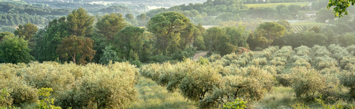Blick auf den Olivenhain des Guts Bastide du Laval in Cadenet, Luberon