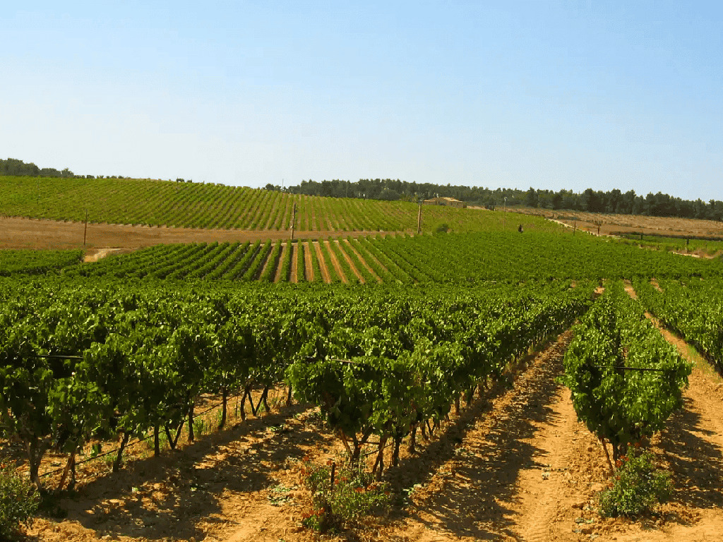 Weinverkostung bei Sunsets Vignerons Weinverkostung und Gourmet-Kombinationen währenddessen
