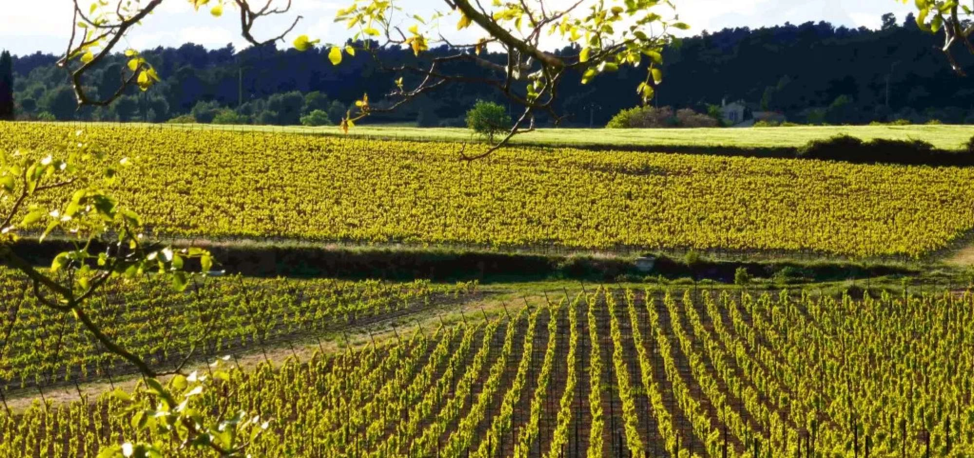 Sonnenuntergänge der Winzer 2026 auf der Domaine du Coffre