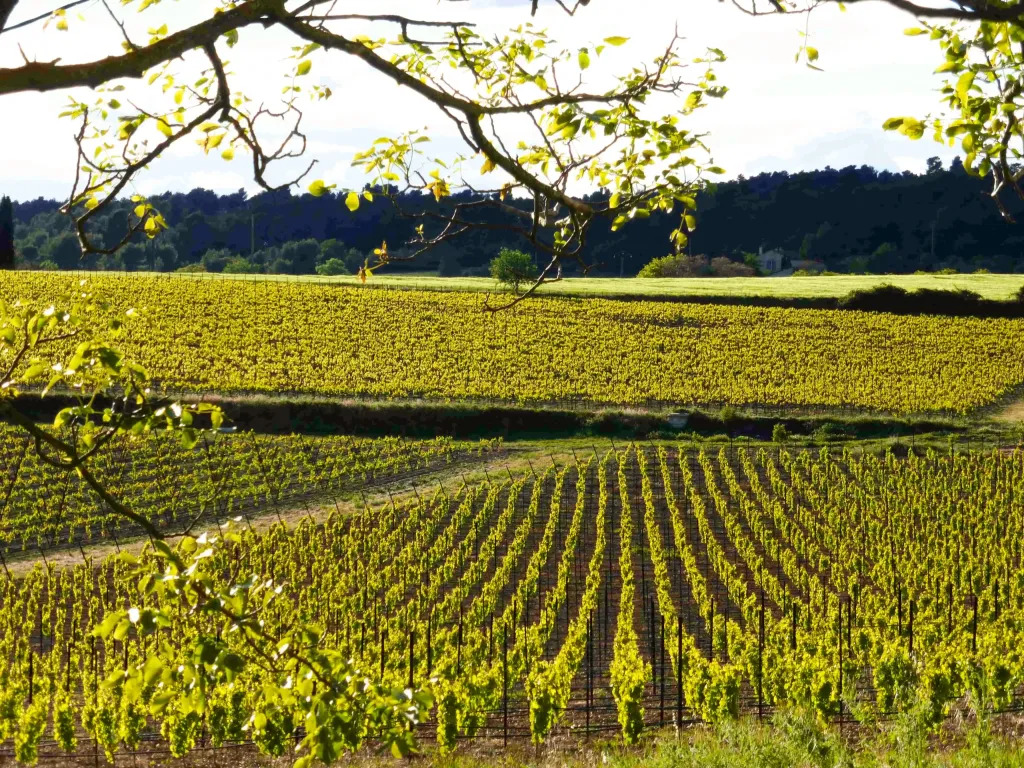 Weinberge der Domaine du Coffre Weinberge der Domaine du Coffre à Pertuis dans le Luberon