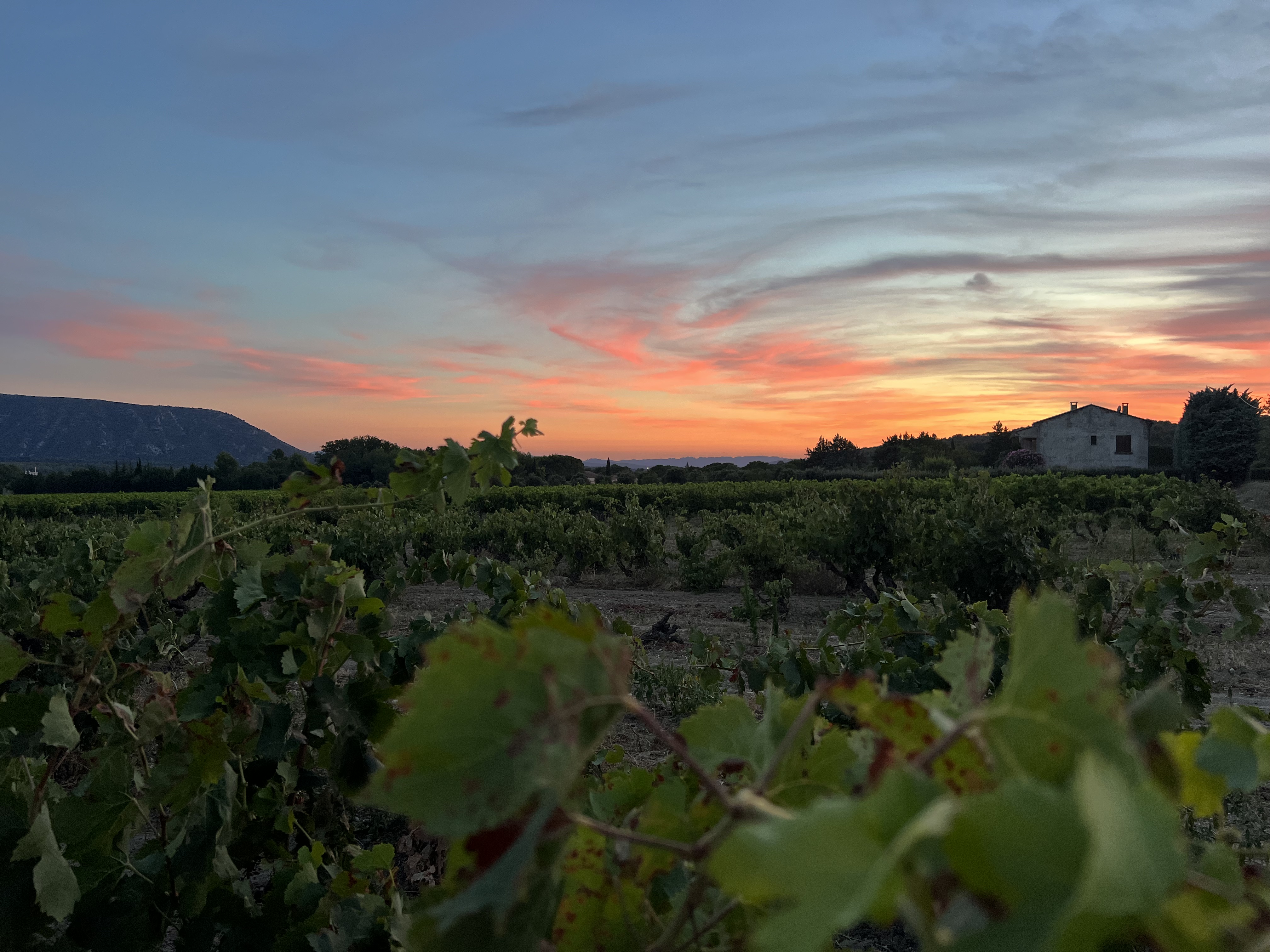 Weinverkostung und festliche Atmosphäre auf einem Weingut im Luberon
