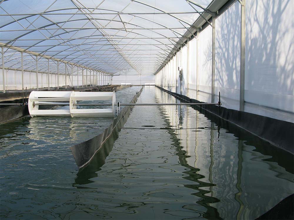 Spirulina-Becken im Gewächshaus bei La Grenouille Bleue