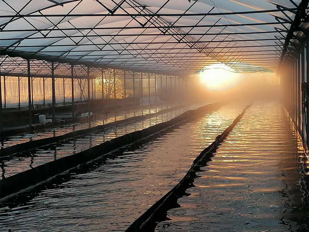 Sonnenaufgang über den Spirulina-Becken in Lauris