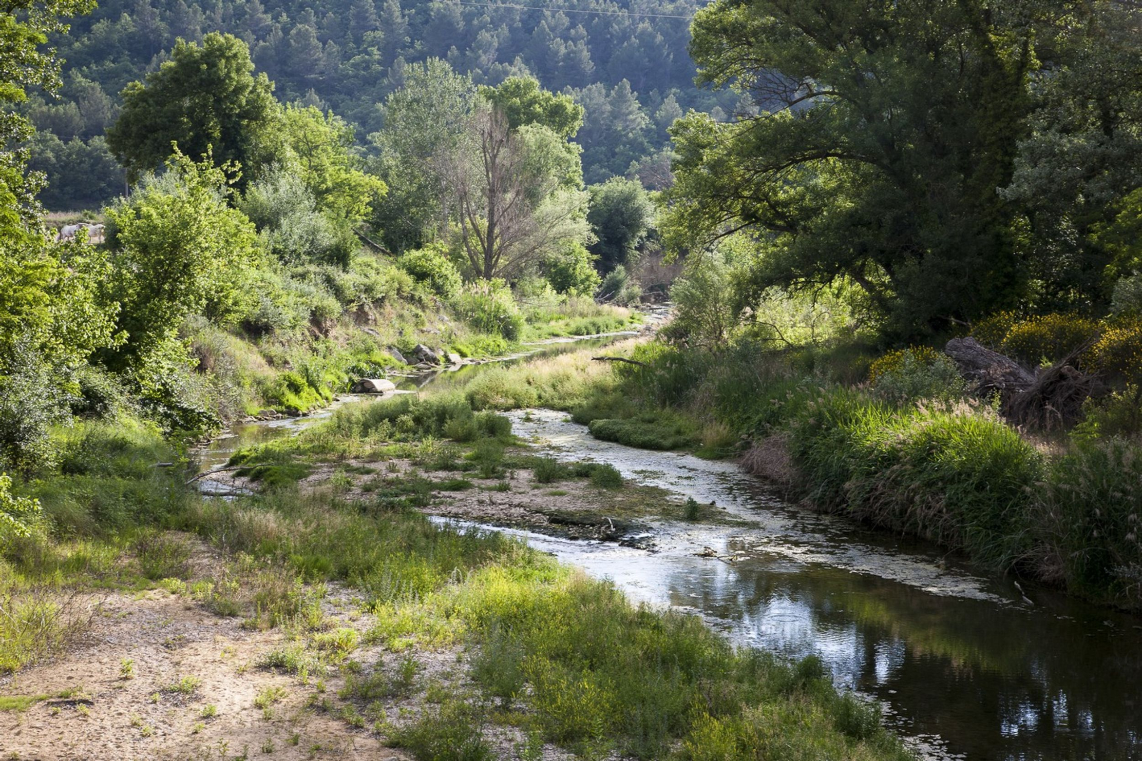 Sensibles Naturgebiet Virginière am Ufer des Calavon-Coulon