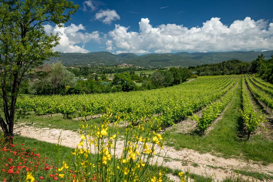 Weinberge und provenzalische Landschaften rund um Château Saint Pons Panoramablick auf die Weinberge des Château Saint Pons mit den Monts de Vaucluse im Hintergrund