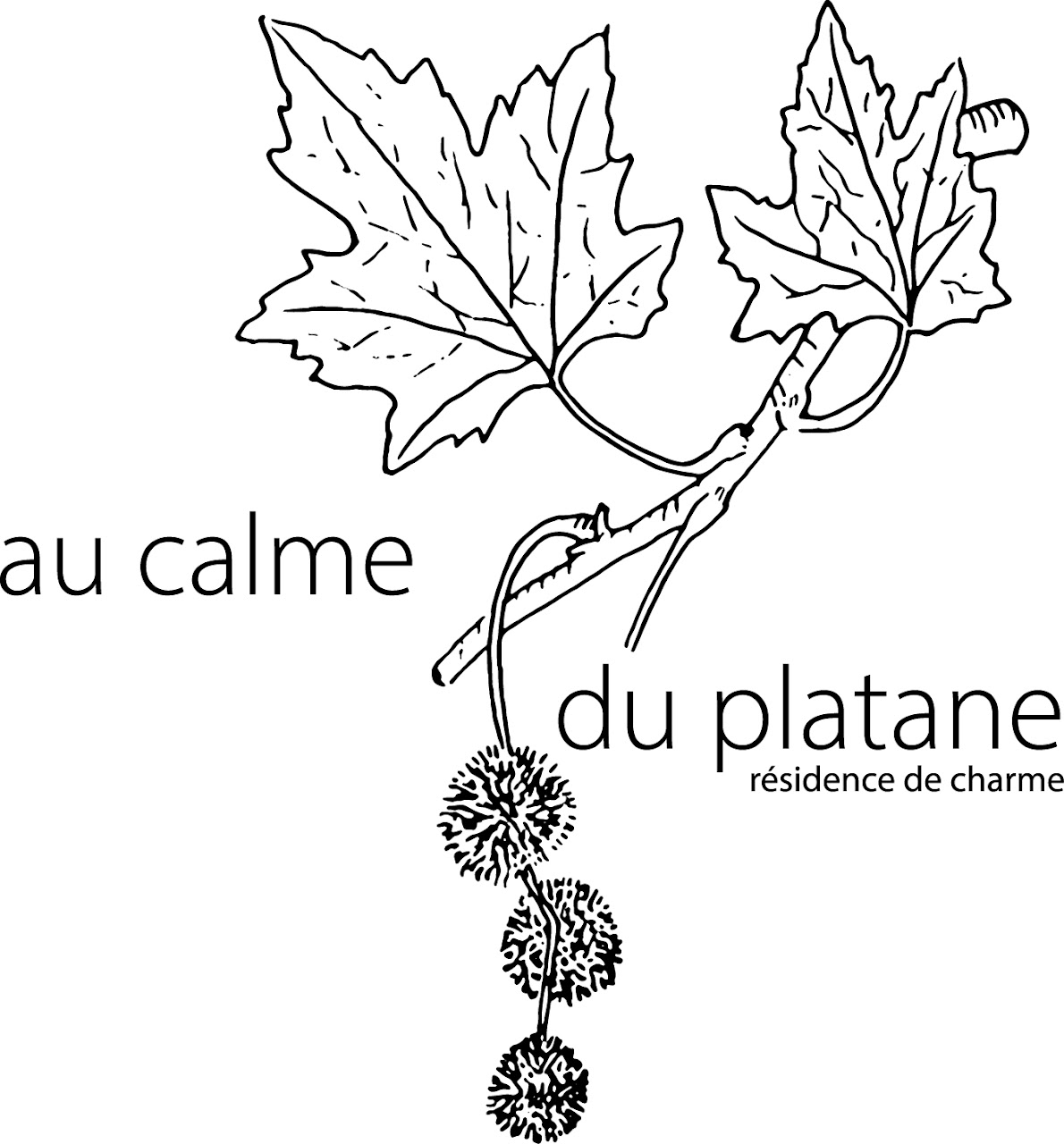 Au calme du platane - Cavaillon