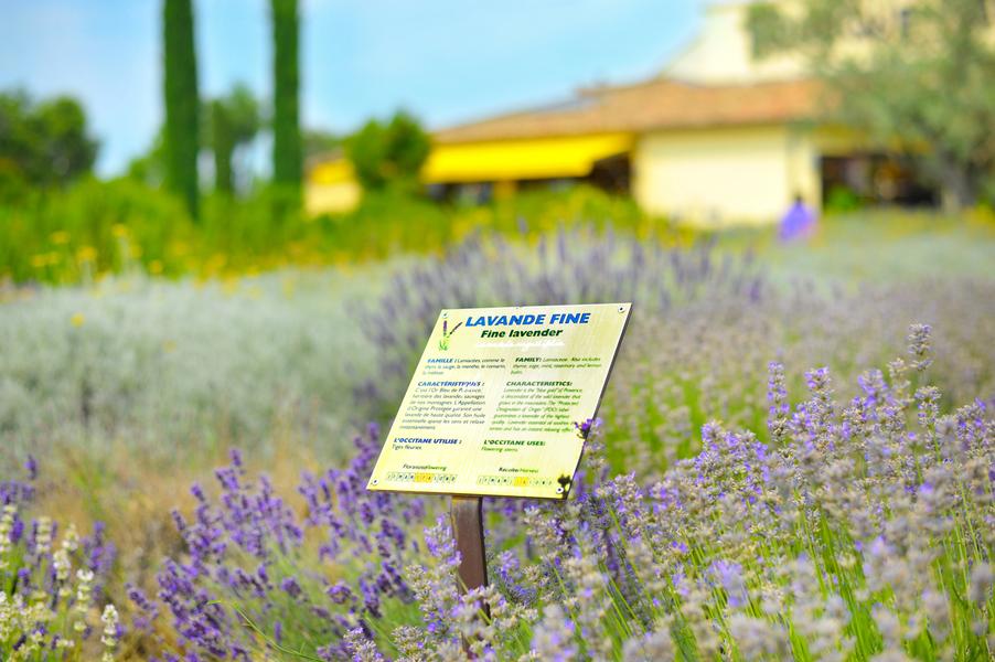 Ein Spaziergang durch den mediterranen Garten von L'Occitane, ein grünes Refugium, das die in ihren Pflegeprodukten verwendeten Pflanzen hervorhebt.