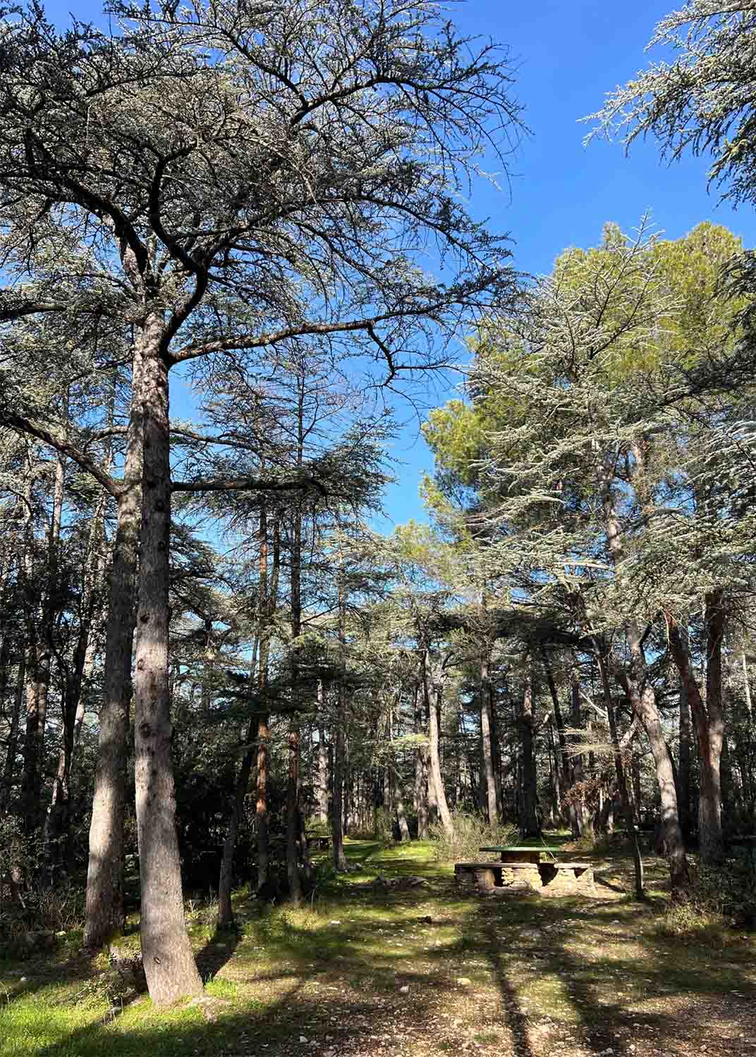 Zedernwald von Cabrières d’Avignon, natürlicher Ort der Erholung