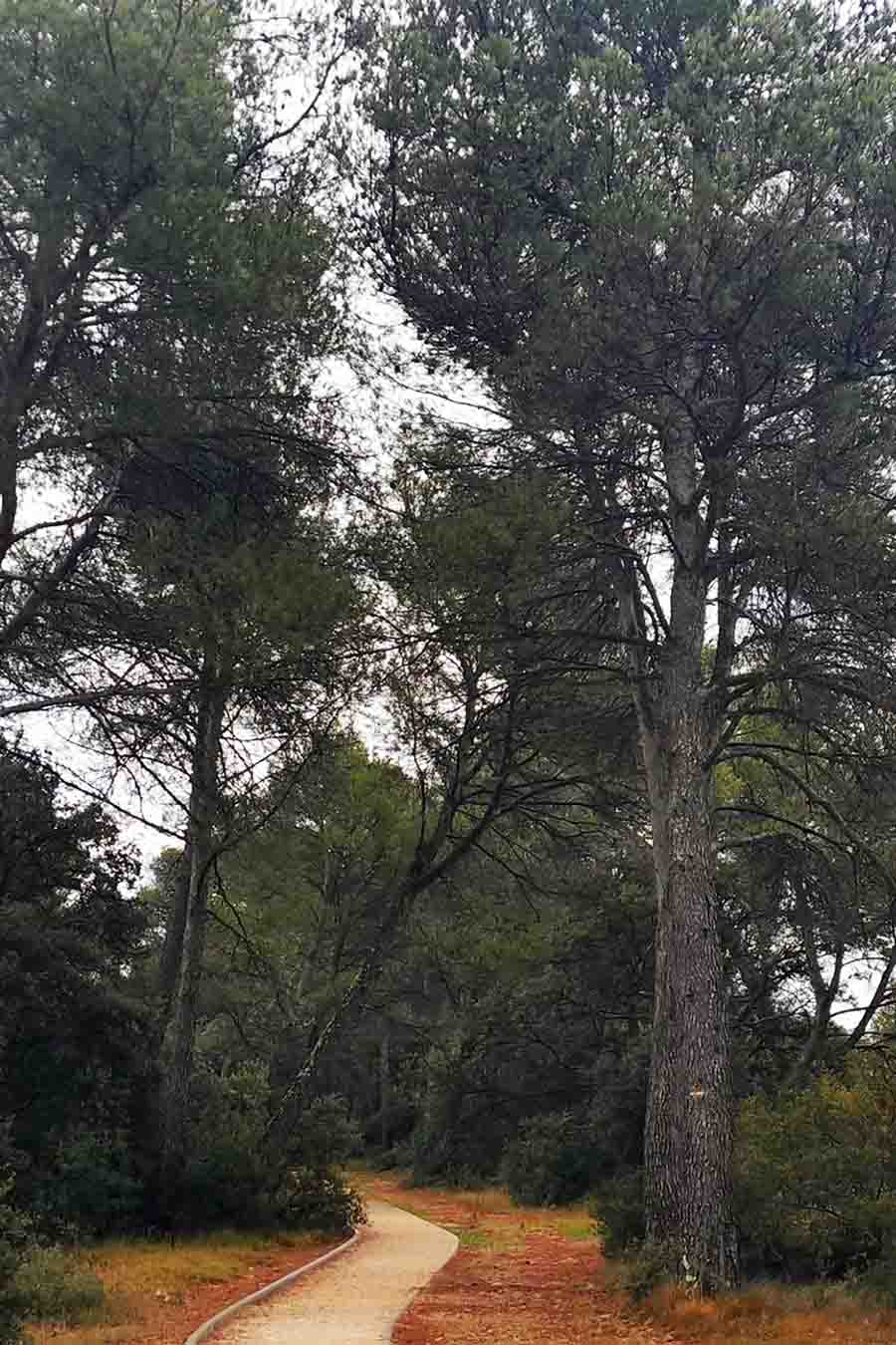 Barrierearmer Weg im Herzen des Kiefernwaldes von La Garrigue in Mérindol
