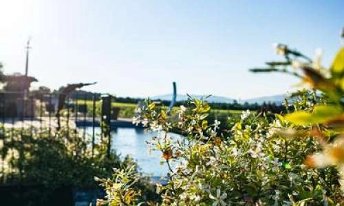 Piscine au milieu de la vegetation