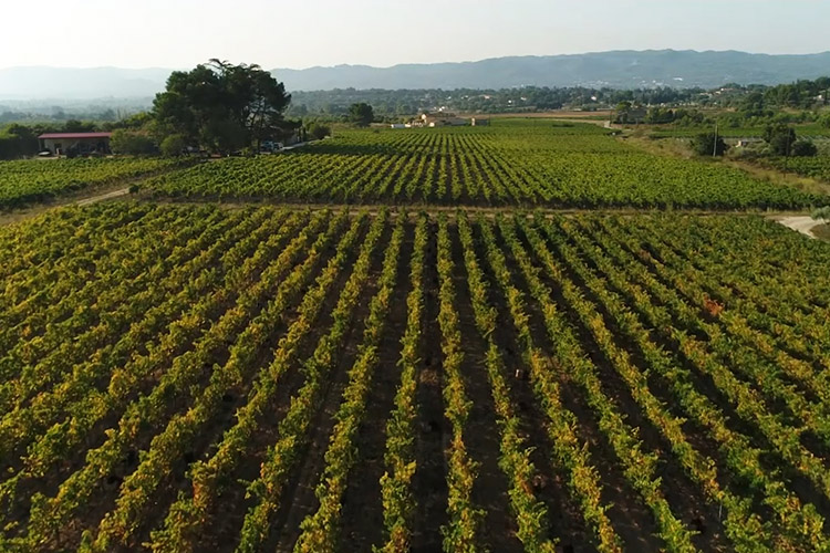 Luftaufnahme der Weinberge des Weinguts MasLauris in Lauris im Luberon