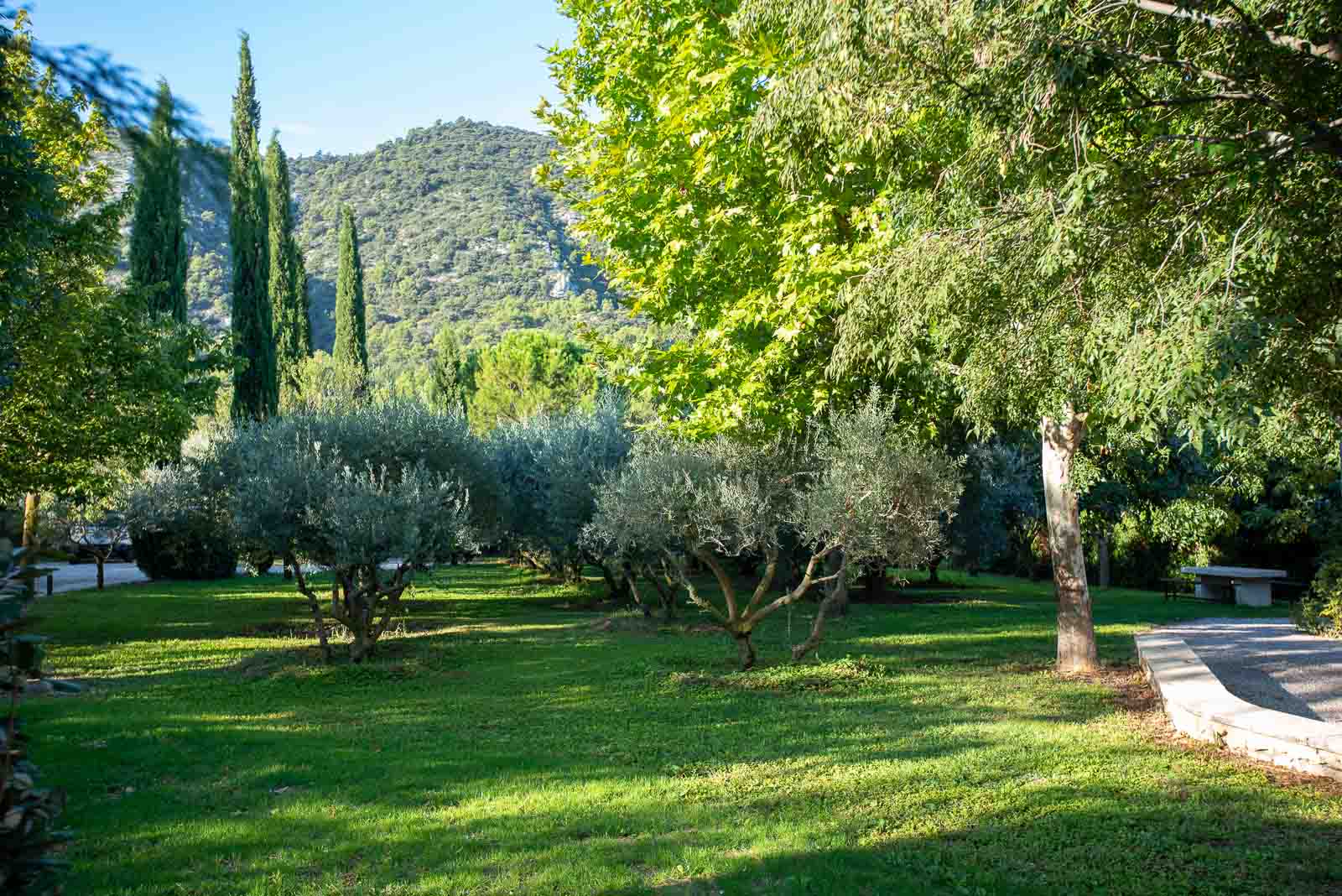 Olivenhain des Champ des Oliviers in Oppède-le-Vieux mit Blick auf den Luberon