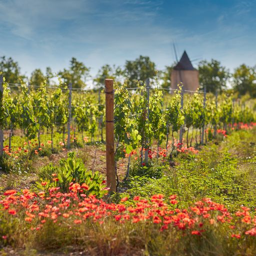 Weinberge des Château de Sannes im Luberon mit Mohnblumen im Vordergrund und einer Windmühle im Hintergrund