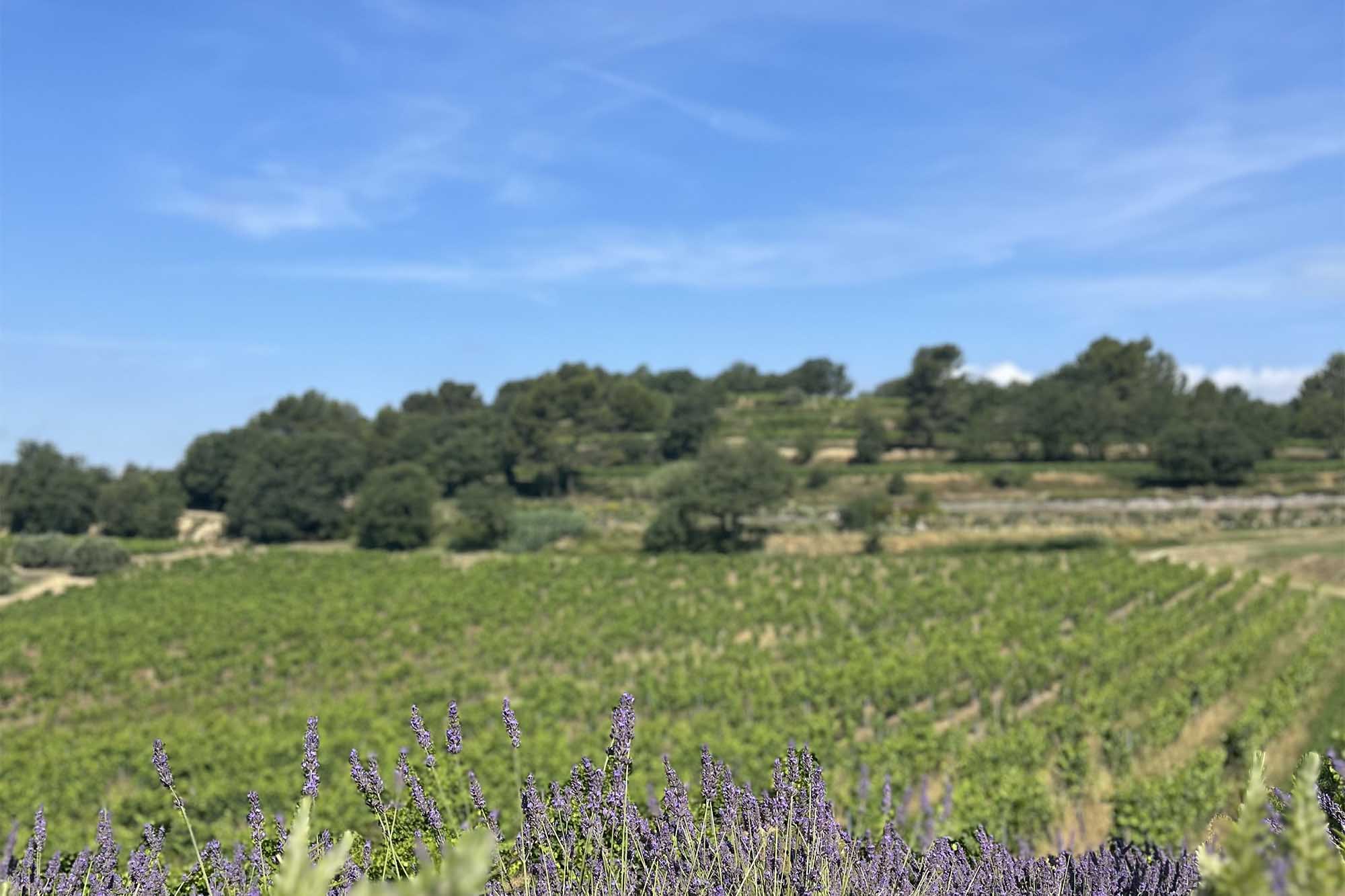 Weinberge des Domaine de la Coquillade mit Lavendelpflanzen im Vordergrund im Luberon