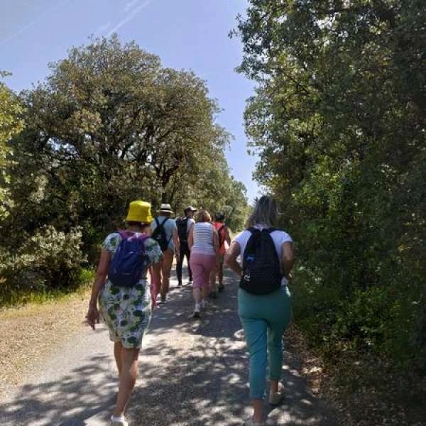 Spaziergang durch den Zedernwald