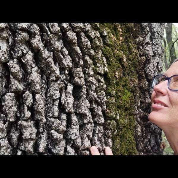 Shinrin Yoku: Waldbaden und Naturerlebnis