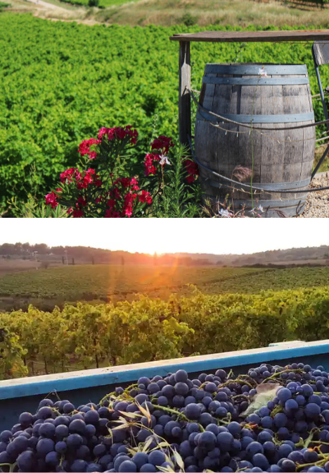 Weinberge im Luberon mit Holzfass und Trauben bei Sonnenuntergang