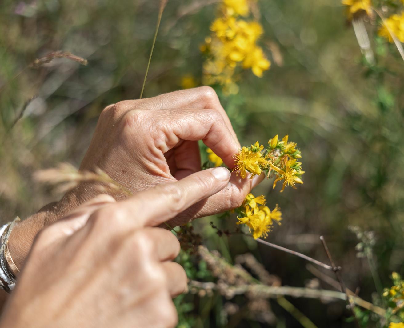 Hand betrachtet eine Wildpflanze während eines botanischen Spaziergangs im Luberon beim Festival Confit!