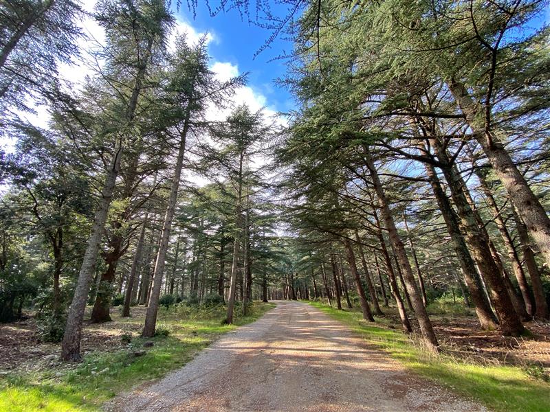 Der Zedernwald in Bonnieux