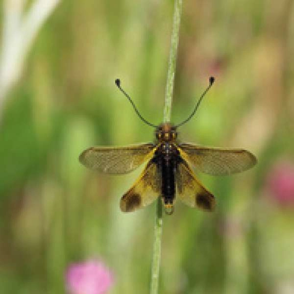 Insekten und andere Kleintiere, die uns umgeben - Konferenz