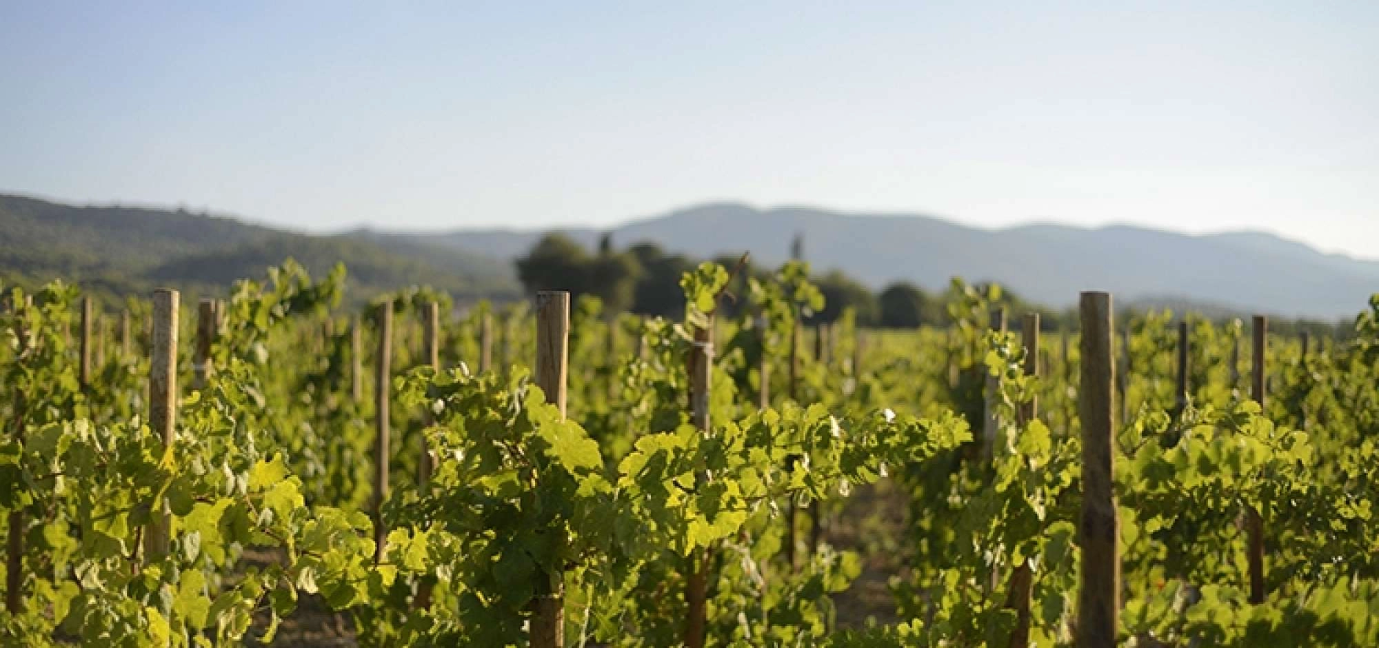Sonnenuntergänge Vignerons 2026 im Luberon auf der Domaine de MasLauris