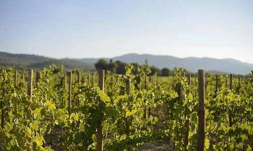 Sunsets Vignerons en Luberon au domaine de MasLauris_Lauris