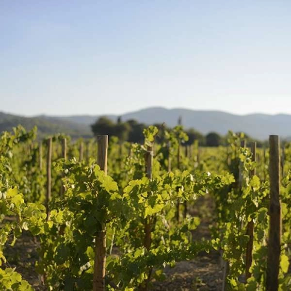 Sonnenuntergänge Vignerons 2026 im Luberon auf der Domaine de MasLauris