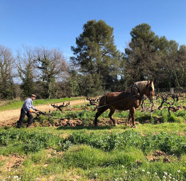 Weinberge von Château de Mille Weinberge von Château de Mille entre Apt et Bonnieux dans le Luberon