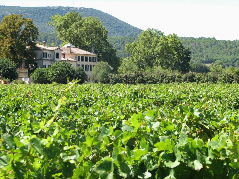 Die Weinberge von Château Clapier in der Region Mirabeau im Luberon