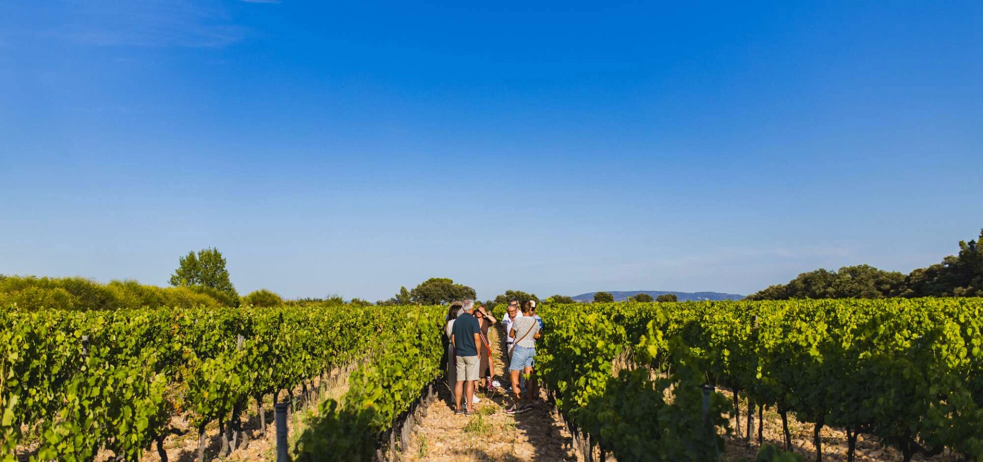 Sonnenuntergänge Vignerons 2026 auf der Domaine des Garriguettes