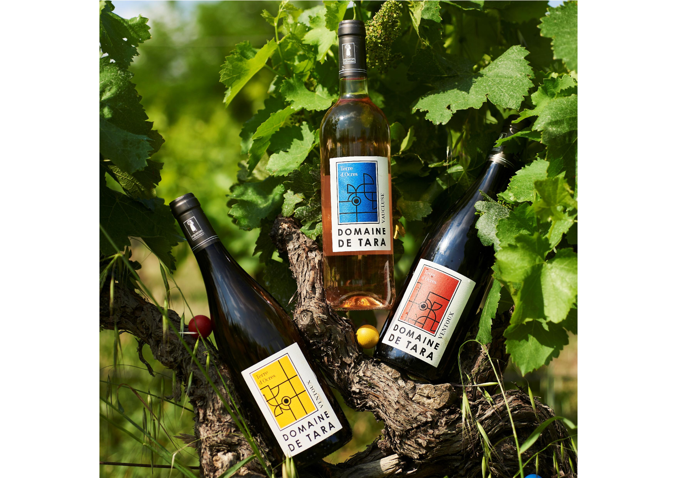 Weine von Domaine de Tara en AOP Ventoux blanc rouge rosé et cuvées gourmandes