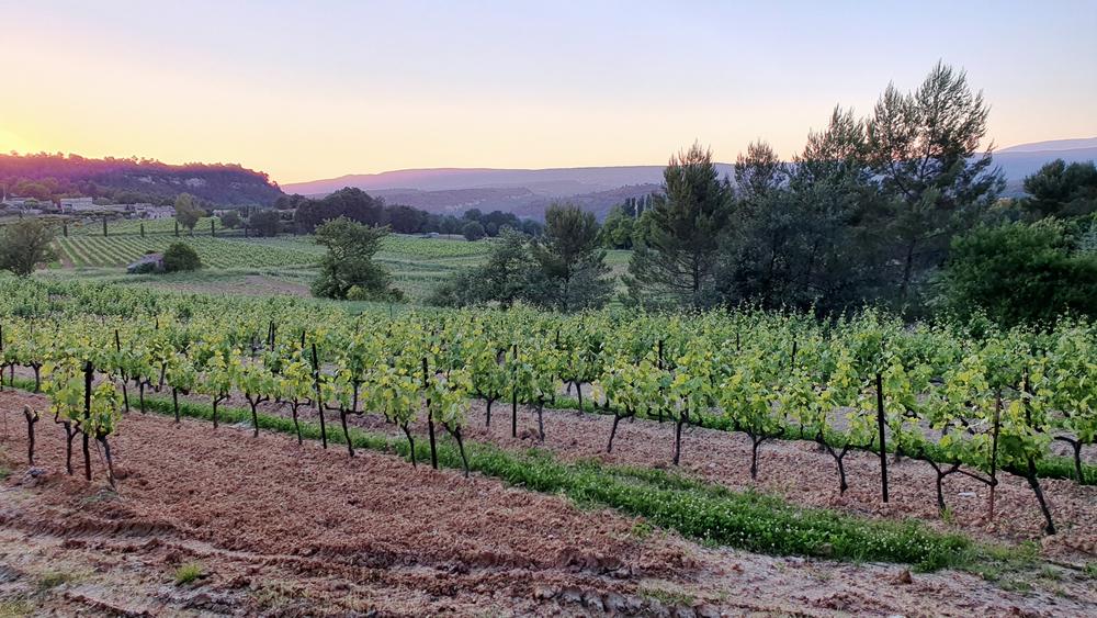 Weinberge von Mas Edem sur les pentes nord du Luberon à Goult