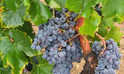 Sunsets Vignerons 2026 au Mas Edem_Goult